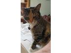 Adopt Sheeba a Tiger Striped Domestic Mediumhair / Mixed (medium coat) cat in