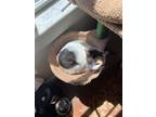 Adopt Penelope a Calico or Dilute Calico Domestic Shorthair / Mixed (short coat)