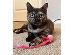 Adopt Judy a Domestic Shorthair / Mixed (short coat) cat in POMONA