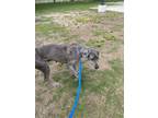 Adopt Ivy* a Gray/Blue/Silver/Salt & Pepper Great Dane / Mixed dog in Baton