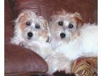 Adopt Teddy and Cujo a White - with Brown or Chocolate Jack Russell Terrier /