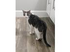 Adopt Katara a Gray or Blue Domestic Shorthair / Mixed (short coat) cat in