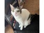 Adopt Kailey a White (Mostly) Domestic Shorthair / Mixed (short coat) cat in
