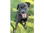 Adopt Jupiter a Black Labrador Retriever / Mixed dog in Red Bluff, CA (41085840)