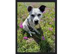 Adopt Chiquita a White - with Black Dalmatian / Mixed dog in Chicago