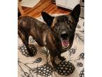 Adopt Seth a Brindle German Shepherd Dog / Mixed dog in Gainesville
