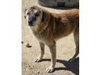 Adopt Woodrow a Brown/Chocolate Anatolian Shepherd / Mixed dog in Wickenburg