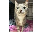 Adopt Spoon a Gray or Blue Domestic Shorthair / Domestic Shorthair / Mixed cat