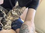 Adopt Squeaks and Darkness a Tiger Striped Domestic Longhair / Mixed (long coat)