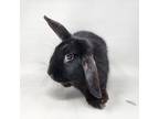 Adopt Max a Black American / Mixed (short coat) rabbit in Largo, FL (41182721)