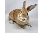 Adopt Spot a Fawn American / Mixed (short coat) rabbit in Largo, FL (41249095)