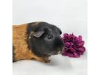 Adopt Kahlua a Black Guinea Pig / Mixed (short coat) small animal in Largo