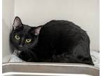 Adopt Rarity a All Black Domestic Shorthair / Domestic Shorthair / Mixed cat in