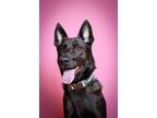 Adopt Pumpkin a Black German Shepherd Dog / American Pit Bull Terrier / Mixed