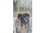 Adopt Lola a Brown/Chocolate - with Black Rottweiler / Mixed dog in