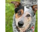 Adopt Chispa a Gray/Blue/Silver/Salt & Pepper Australian Cattle Dog / Mixed dog
