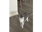 Adopt Mow-mow a Gray or Blue (Mostly) Domestic Shorthair / Mixed (short coat)