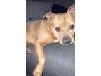 Adopt Buttons a Tan/Yellow/Fawn Staffordshire Bull Terrier / Staffordshire Bull