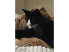 Adopt Ziggy a Black & White or Tuxedo Domestic Shorthair / Mixed (short coat)