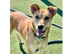 Adopt Akira a Shepherd (Unknown Type) / Mixed dog in Columbia, IL (41120570)