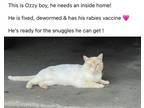 Adopt Ozzy a White Siamese / Mixed (medium coat) cat in Covington, GA (41273587)