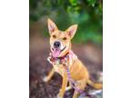 Adopt Olivia a Tan/Yellow/Fawn - with White Australian Cattle Dog / Labrador