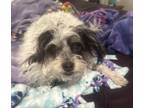 Adopt Gigi a White - with Gray or Silver Mutt / Mixed dog in Longwood