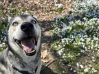 Adopt May-West a Black - with White Alaskan Malamute / Husky / Mixed dog in