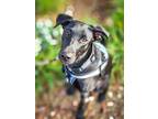 Adopt Dandre a Black Labrador Retriever / German Shepherd Dog / Mixed dog in