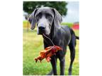 Adopt Asher a Black Labrador Retriever / Weimaraner / Mixed dog in Cressona
