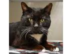 Adopt Buckaroo a All Black Domestic Shorthair / Domestic Shorthair / Mixed cat