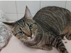 Adopt Tai Chi a American Shorthair / Mixed (short coat) cat in Ft.