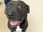 Adopt Clark a Black Mixed Breed (Large) / Mixed dog in Georgetown, TX (41239707)