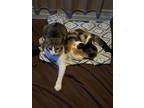Adopt Louise & Bambi a Calico or Dilute Calico Calico / Mixed (short coat) cat