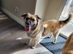 Adopt Copper a Tan/Yellow/Fawn - with Black Pomeranian / Husky / Mixed dog in El