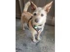 Adopt Saweetie Pie a Tan/Yellow/Fawn Terrier (Unknown Type