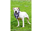 Adopt Zoey a White American Pit Bull Terrier / Mixed dog in Cedar Rapids