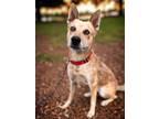 Adopt Archie a Red/Golden/Orange/Chestnut Australian Cattle Dog / Mixed dog in
