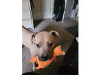 Adopt Nicolous a Tan/Yellow/Fawn American Pit Bull Terrier / Mixed dog in Piqua