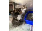 Adopt Ginger a Gray or Blue Domestic Longhair / Domestic Shorthair / Mixed cat