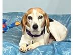 Adopt Remi a Tricolor (Tan/Brown & Black & White) Beagle / Mixed dog in Houston