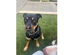 Adopt Wesley a Black Rottweiler / Mixed Breed (Medium) / Mixed dog in Potomac