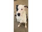 Adopt Pickles a Black - with White Border Collie / Mixed dog in Amarillo