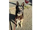 Adopt Pooh bear a Tricolor (Tan/Brown & Black & White) German Shepherd Dog /