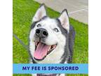 Adopt Koda a Siberian Husky / Mixed dog in Walnut Creek, CA (41086340)
