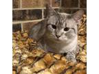 Adopt Creamsicle a Gray, Blue or Silver Tabby Domestic Shorthair (short coat)