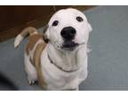 Adopt Willow a White Mixed Breed (Large) / Mixed dog in Newton, KS (41231266)
