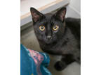 Adopt Ollie a All Black Domestic Shorthair / Domestic Shorthair / Mixed cat in