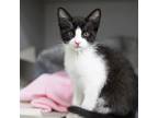 Adopt Wes a All Black Domestic Shorthair / Domestic Shorthair / Mixed cat in