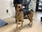 Adopt Foxy a Tan/Yellow/Fawn German Shepherd Dog / Mixed dog in Fort Worth